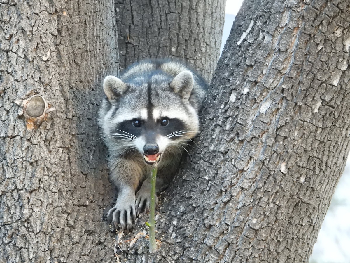 Animals - ML646356074