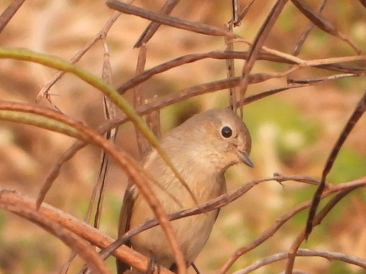 Taiga Flycatcher - ML646356075