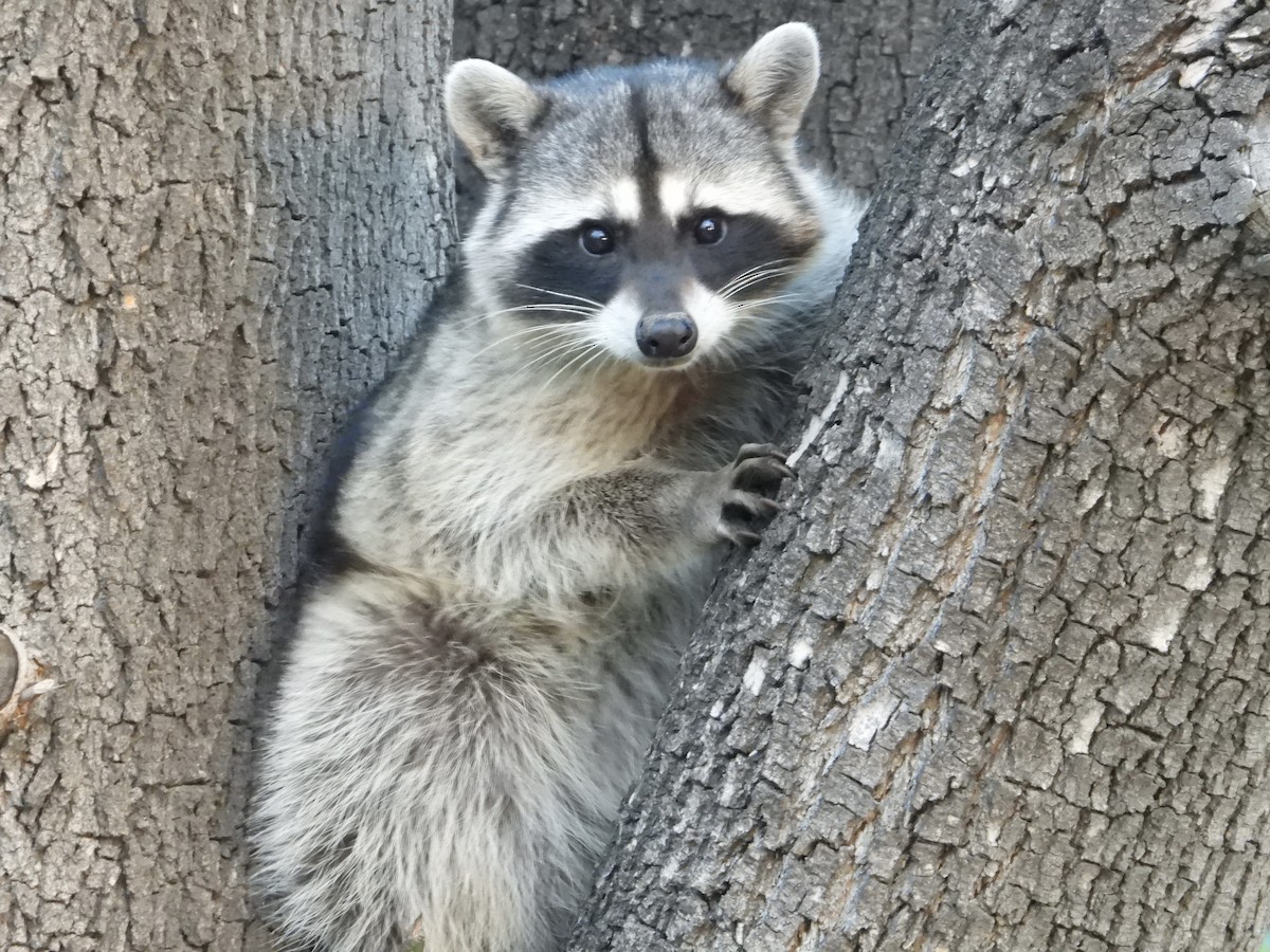 Animals - ML646356076