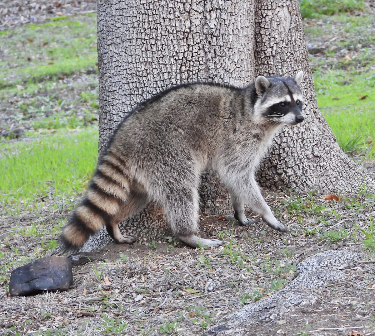 Animals - ML646356077