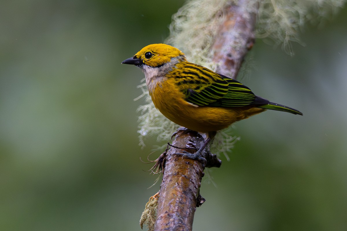 Silver-throated Tanager - ML646356079