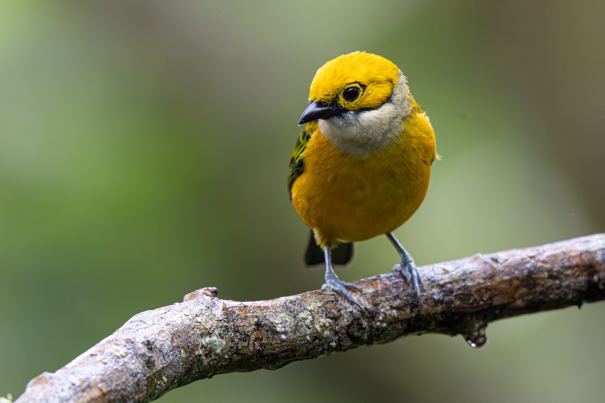 Silver-throated Tanager - ML646356080