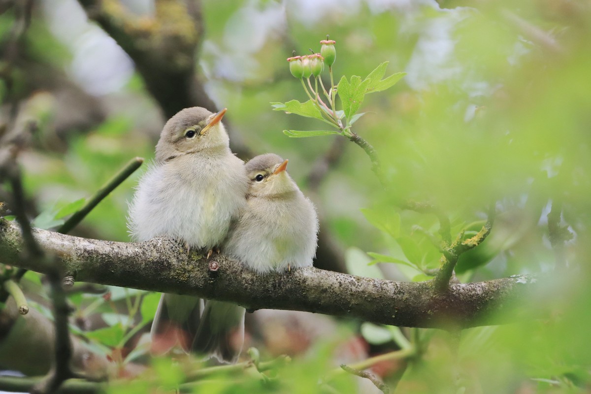 Willow Warbler - ML646356081