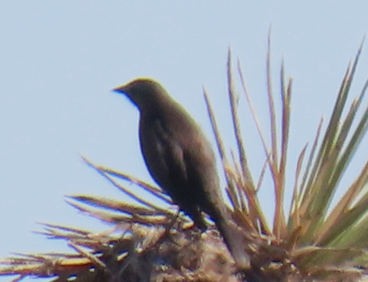 Brown-headed Cowbird - ML646356085