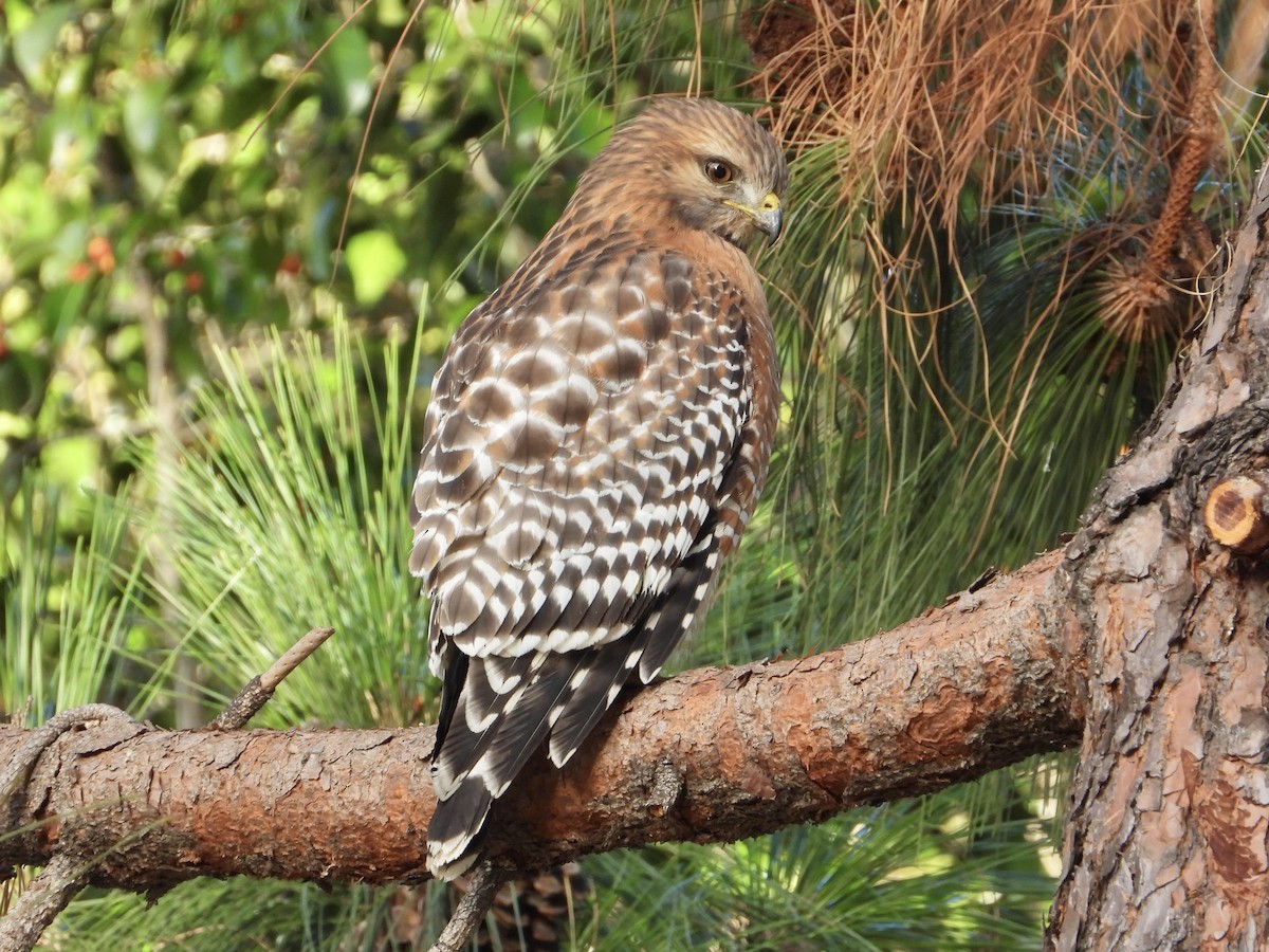 Red-shouldered Hawk - ML646356087