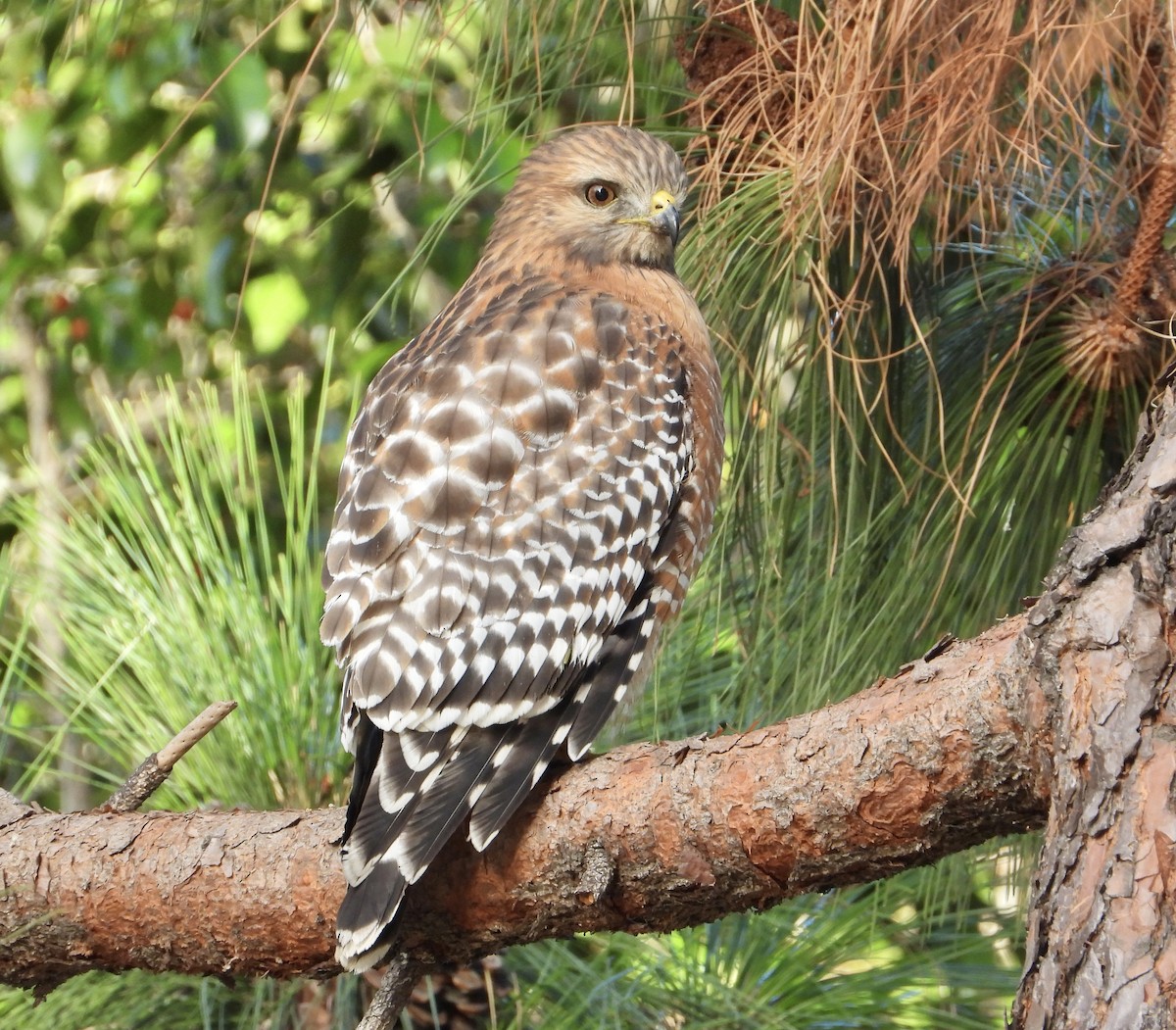 Red-shouldered Hawk - ML646356088