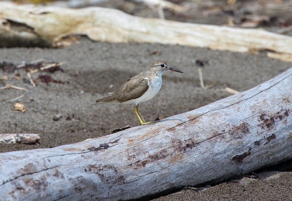 Spotted Sandpiper - ML646356089