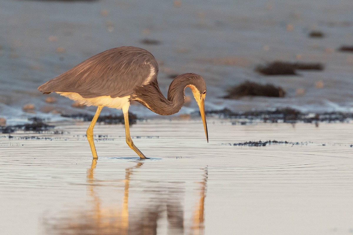 Tricolored Heron - ML646356092