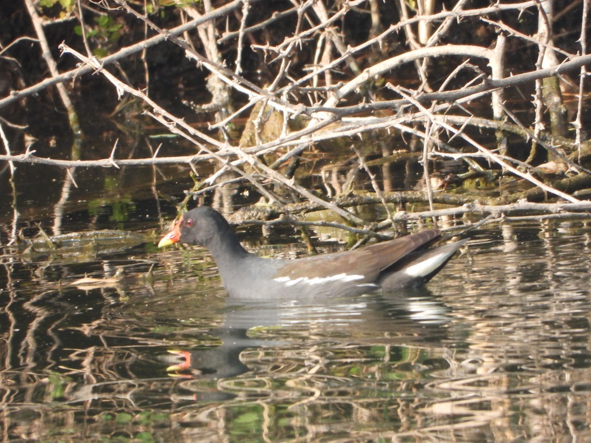 Eurasian Moorhen - ML646356095
