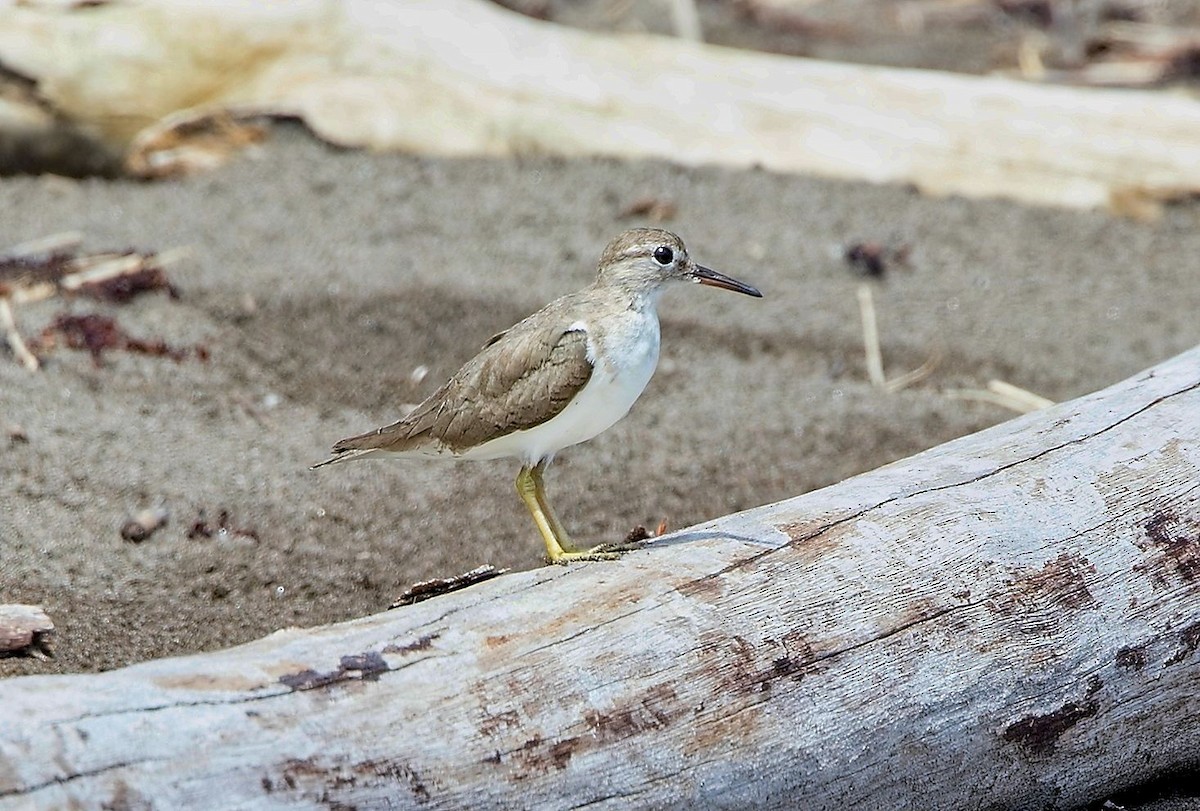Spotted Sandpiper - ML646356097