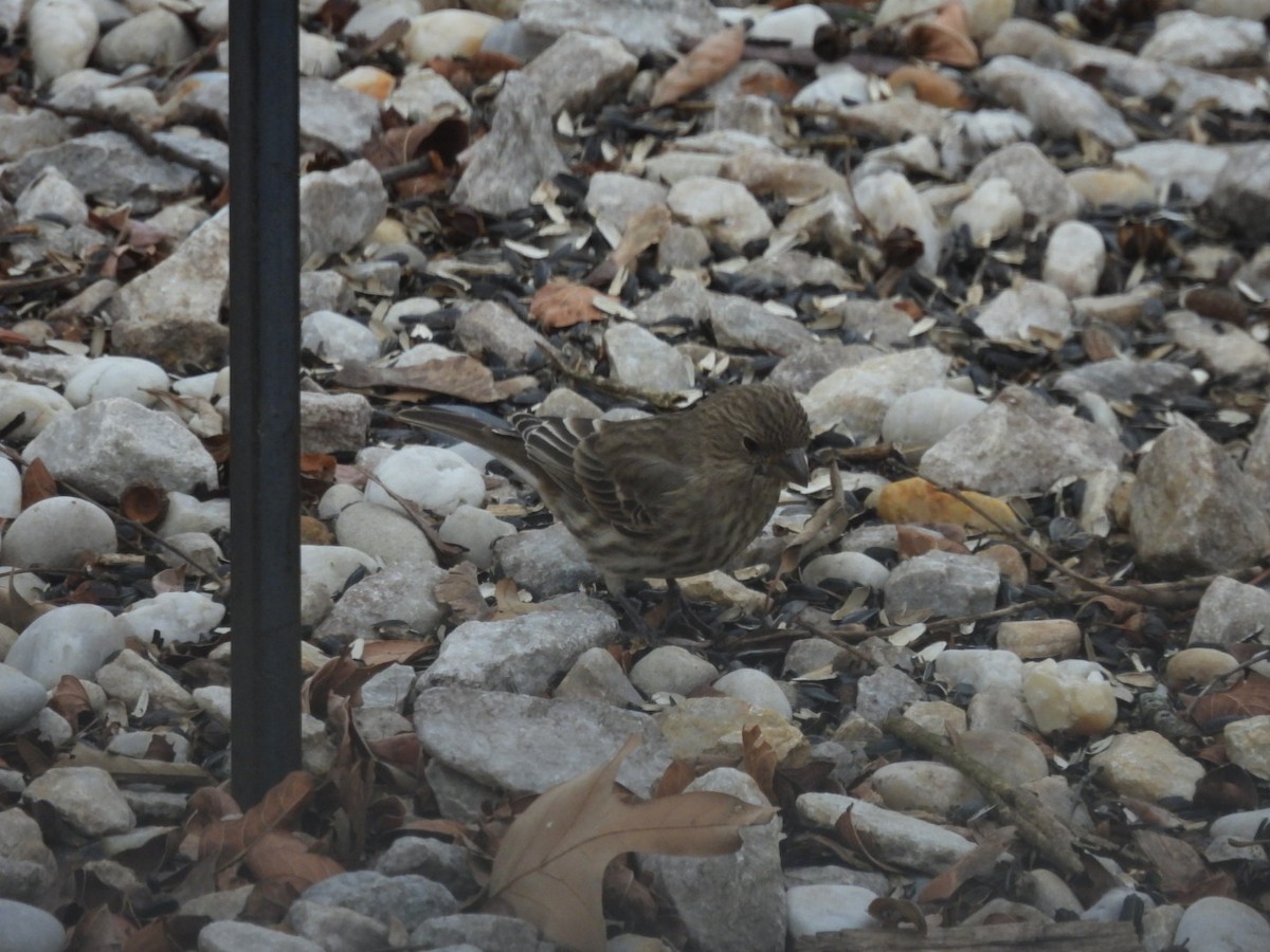 メキシコマシコ - ML646356101