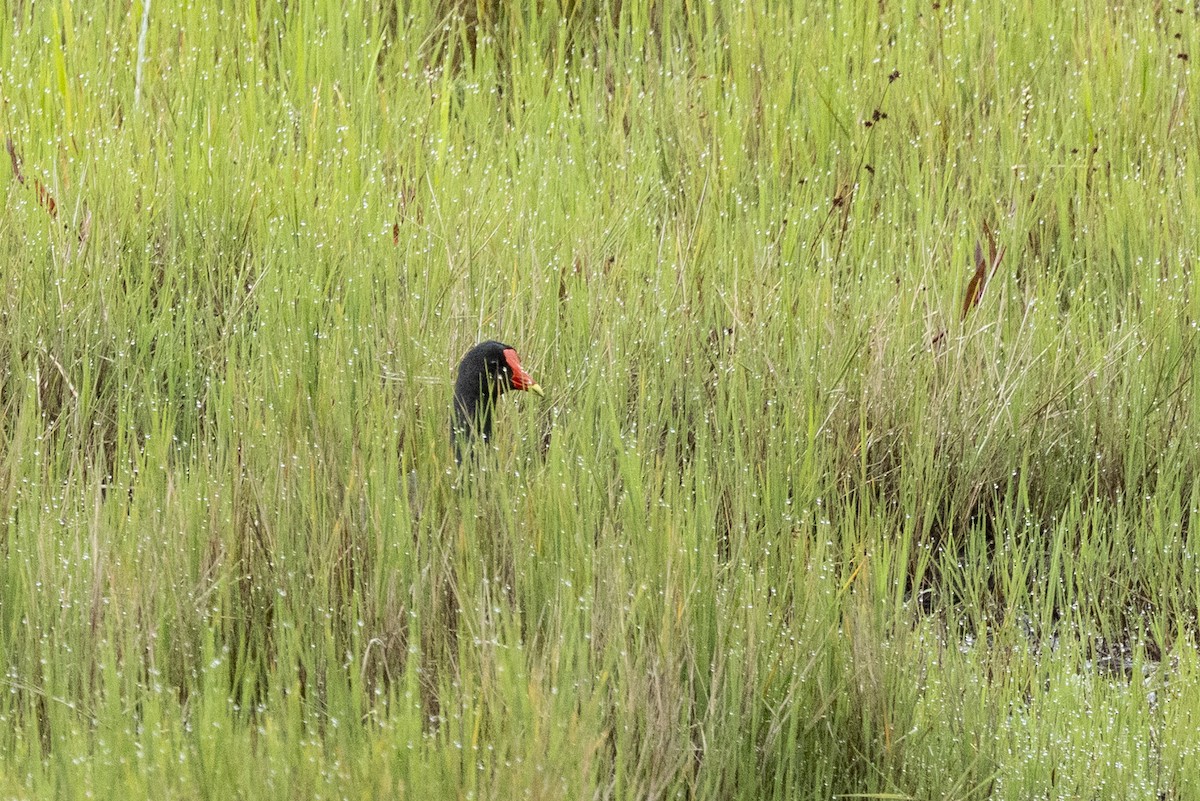 slípka americká - ML646356102