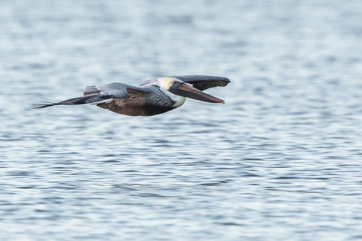 Brown Pelican - ML646356103