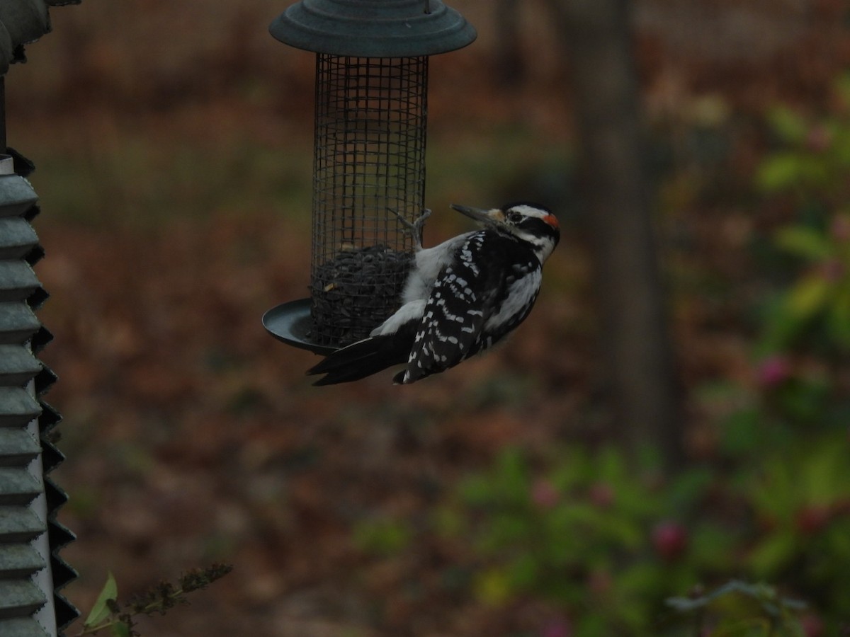 セジロアカゲラ - ML646356104