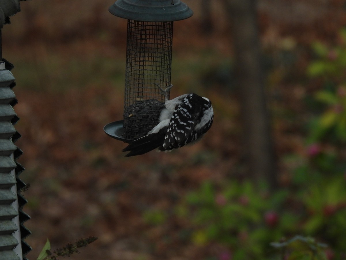 セジロアカゲラ - ML646356106