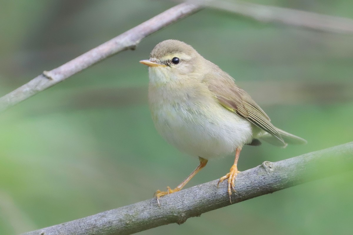 Willow Warbler - ML646356107
