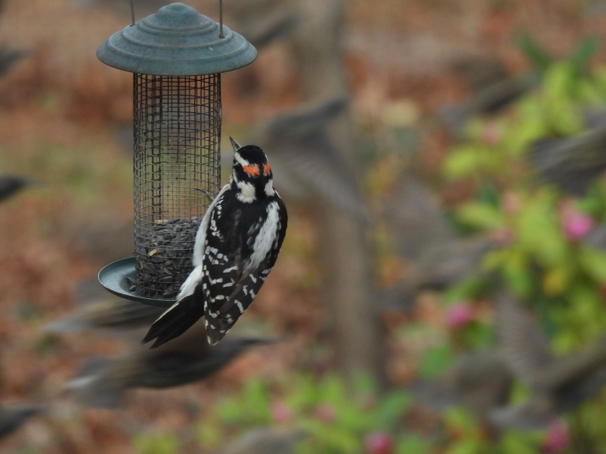 セジロアカゲラ - ML646356108