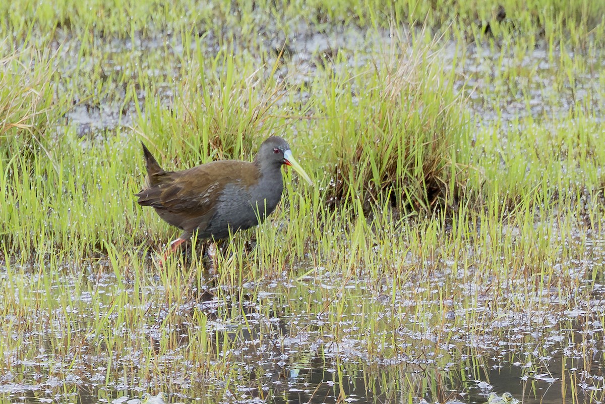 Kurşuni Sukılavuzu - ML646356109