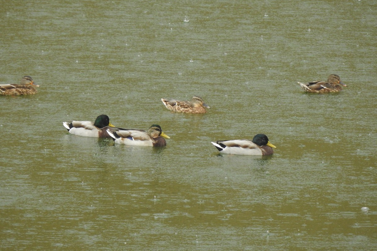 Mallard - ML646356120