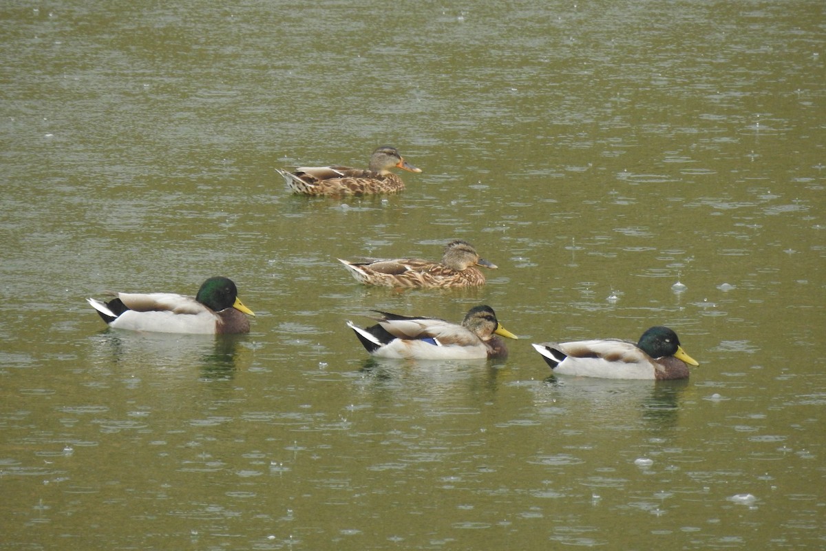 Mallard - ML646356121