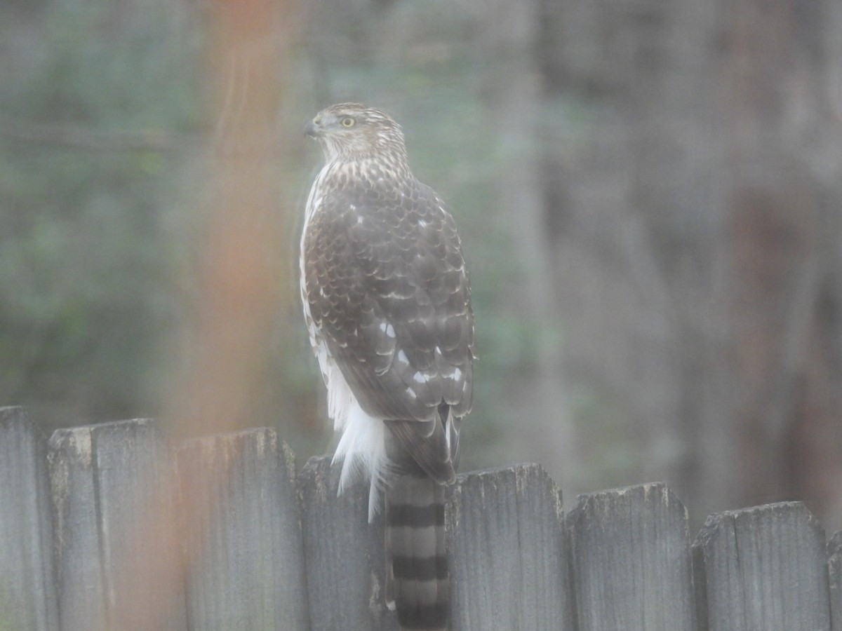 クーパーハイタカ - ML646356122