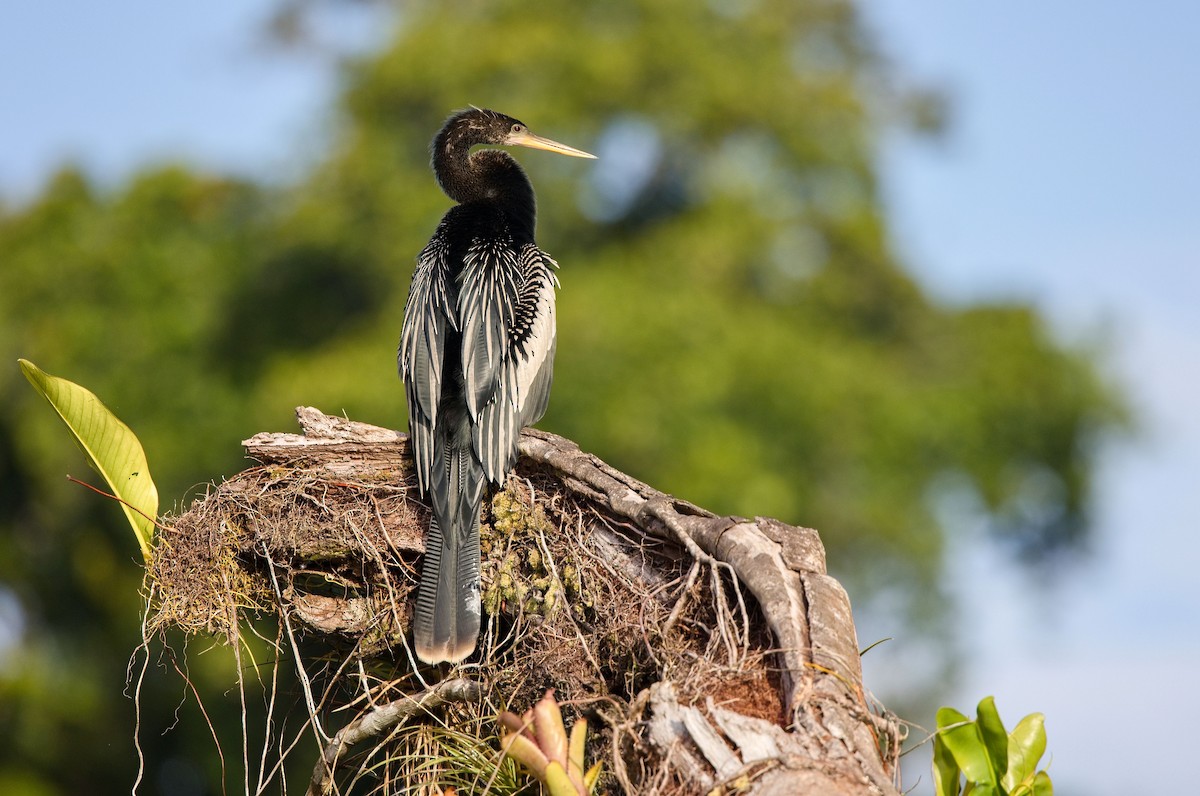 Anhinga - ML646356124
