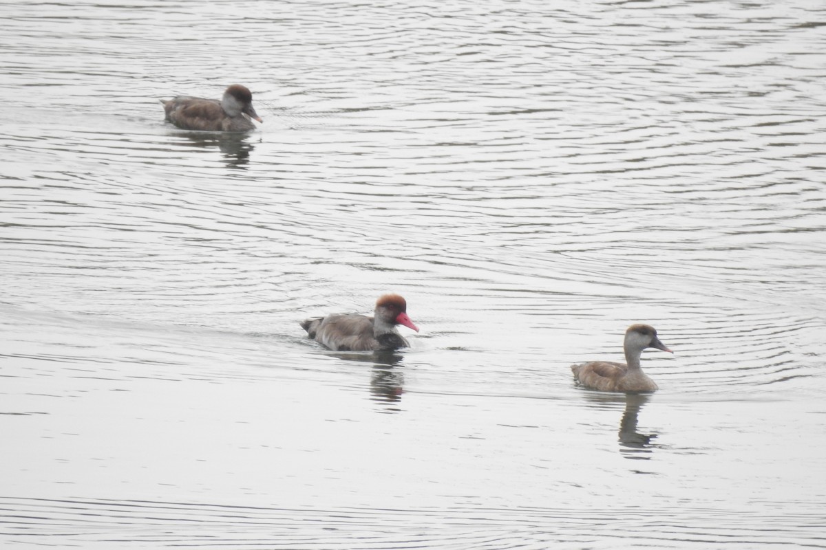 Red-crested Pochard - ML646356131