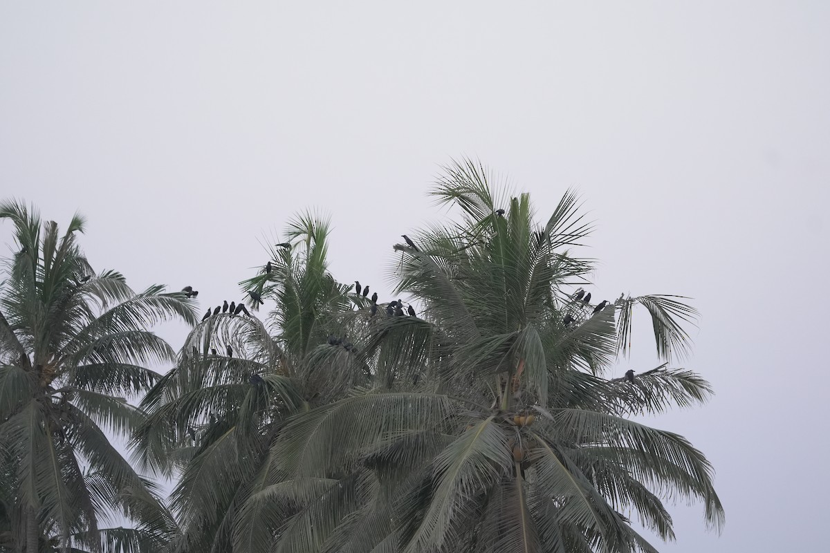 イエガラス - ML646356132