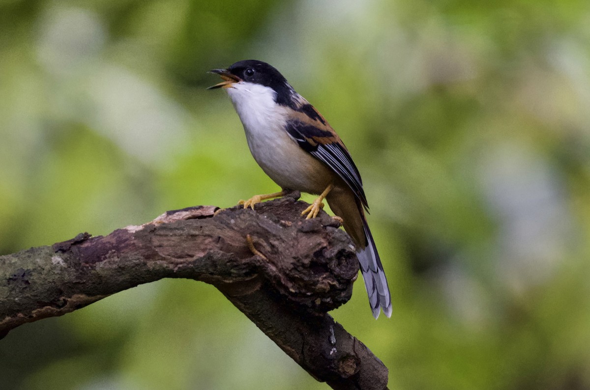 Rufous-backed Sibia - ML646356133