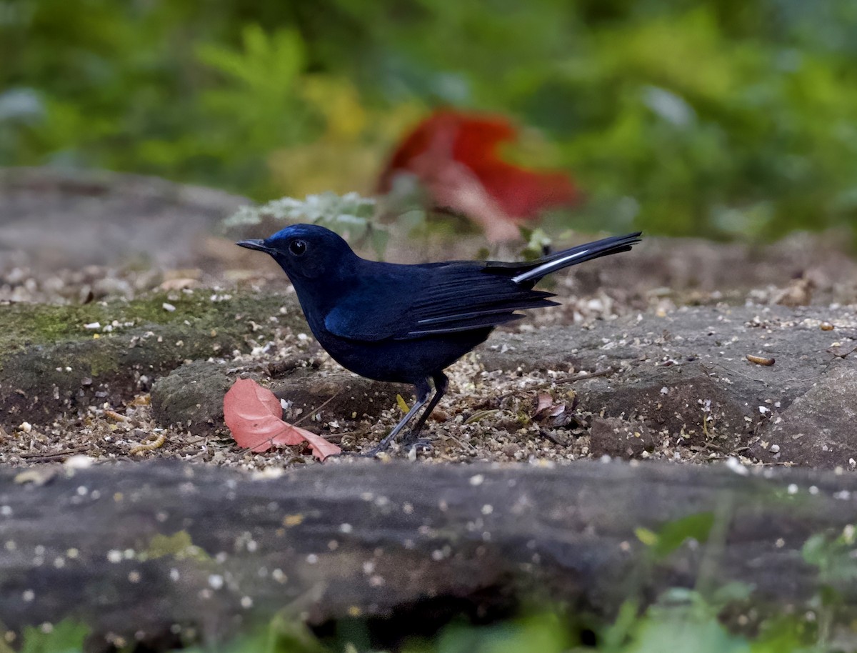 White-tailed Robin - ML646356135
