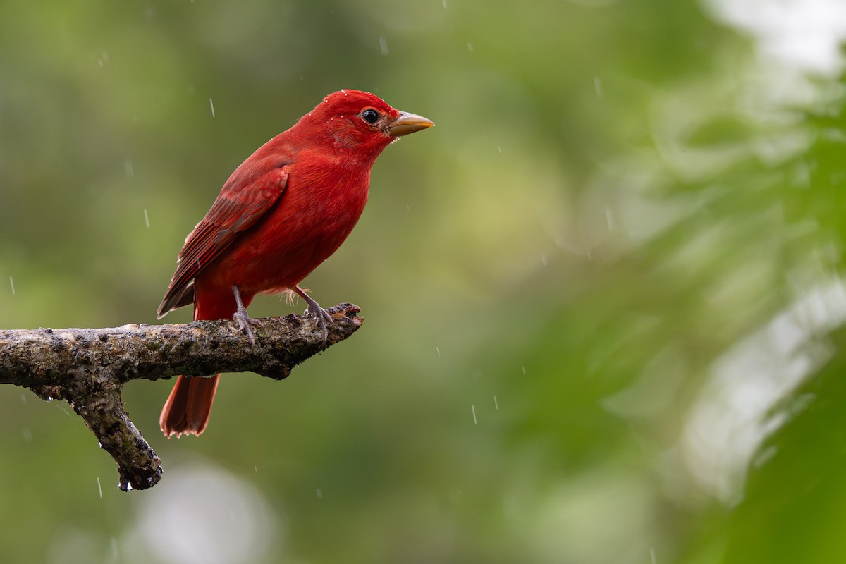 Summer Tanager - ML646356137