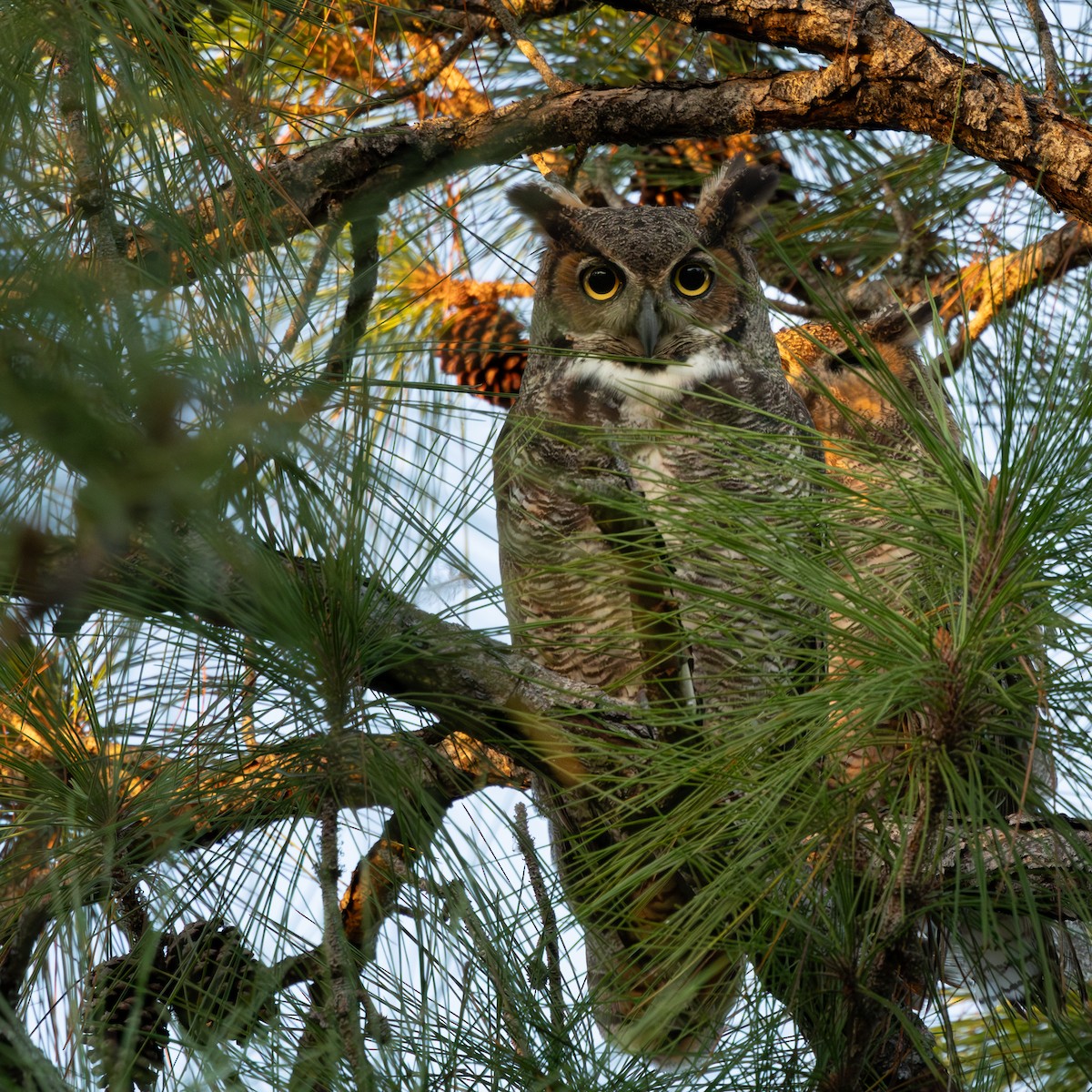 Great Horned Owl - ML646356138