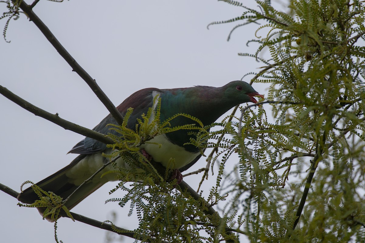 Yeni Zelanda Güvercini - ML646356143