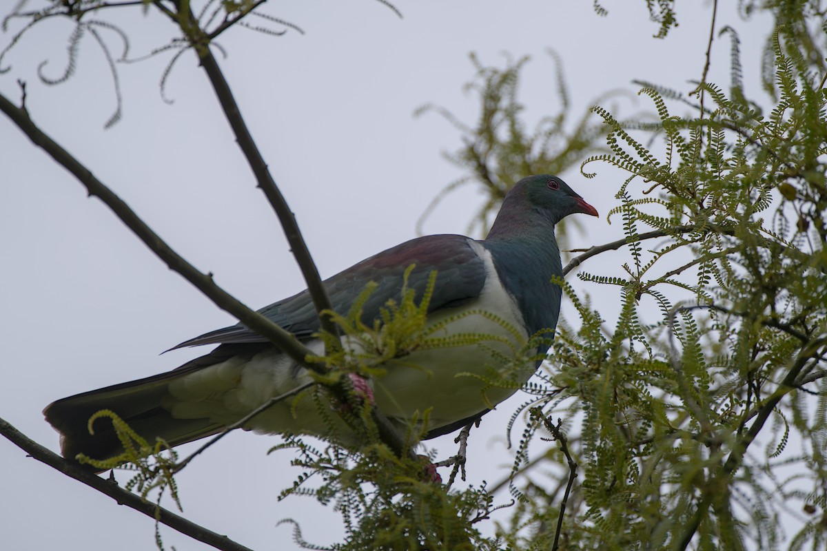 Yeni Zelanda Güvercini - ML646356146