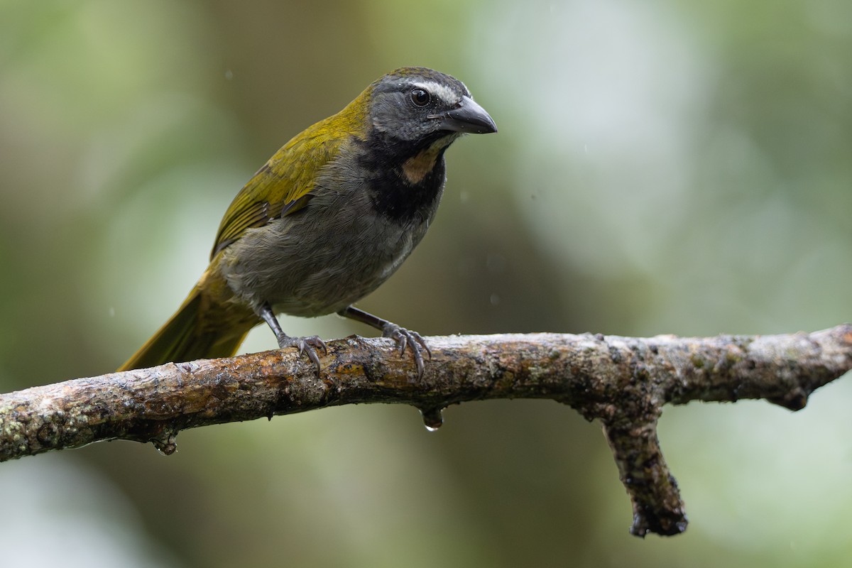 Buff-throated Saltator - ML646356147