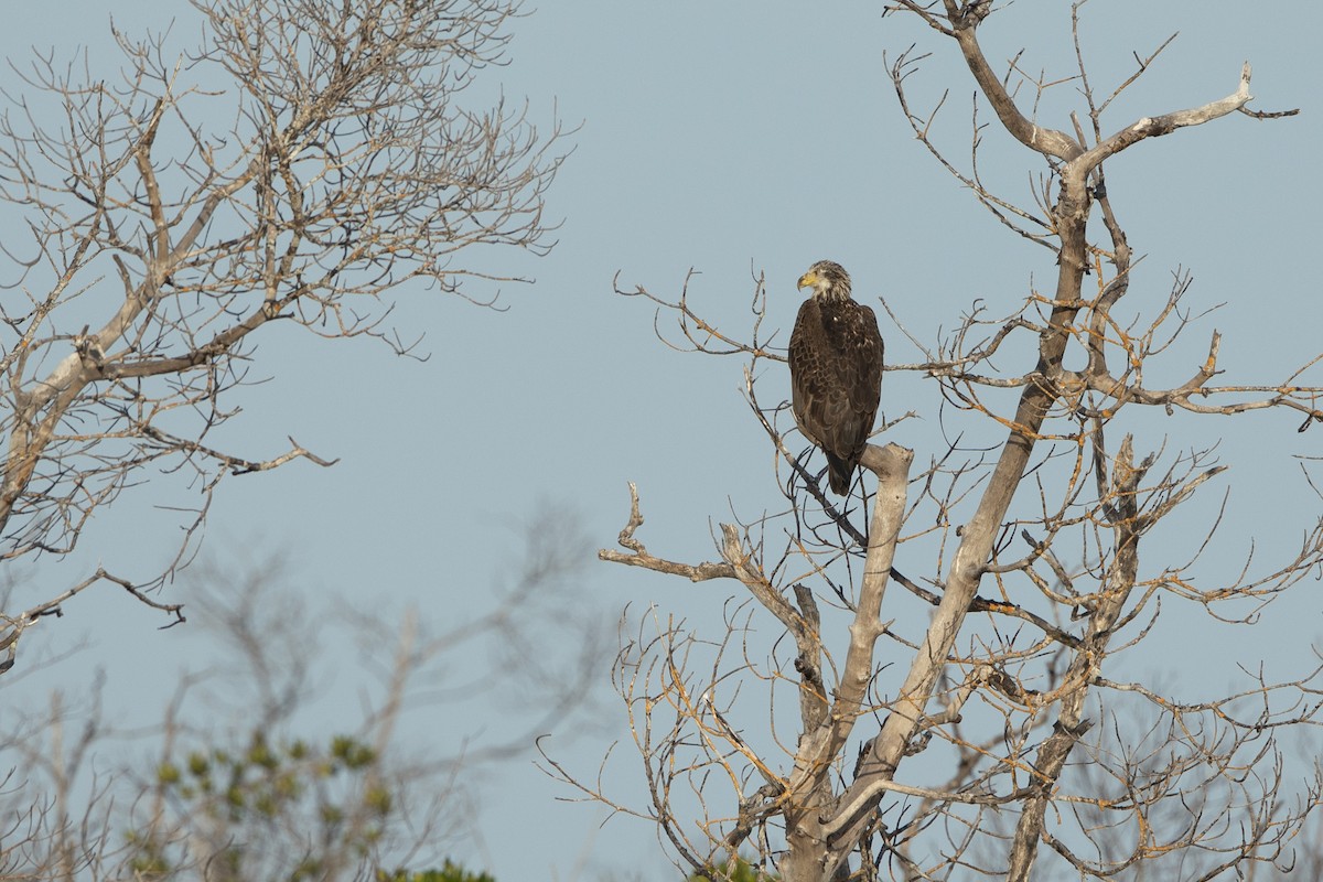 Bald Eagle - ML646356149