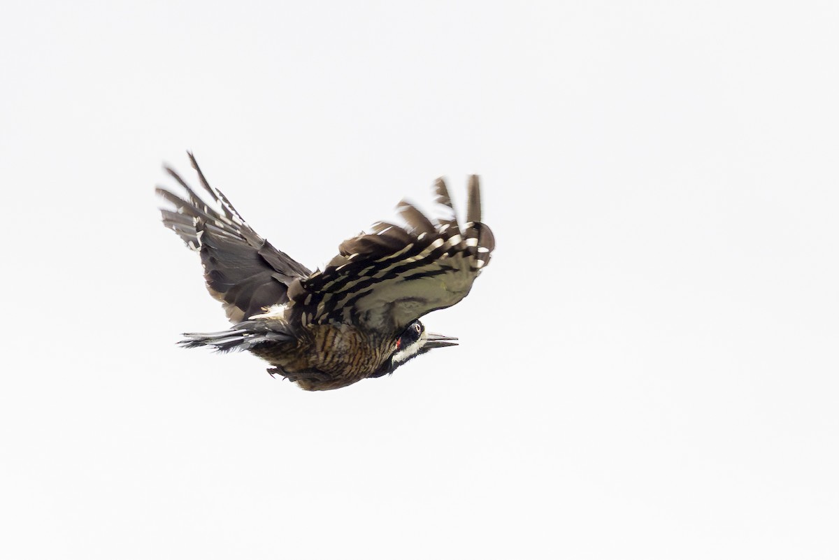 Powerful Woodpecker - ML646356156