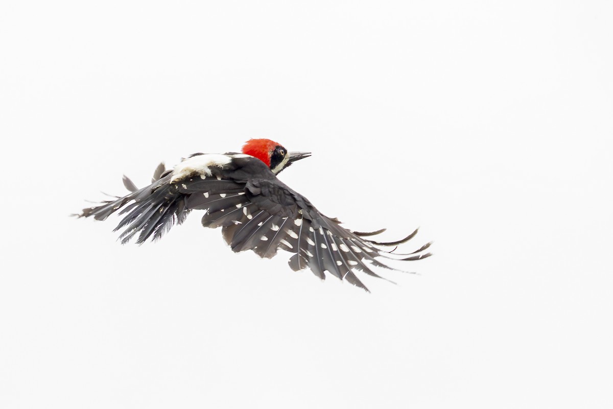 Powerful Woodpecker - ML646356157