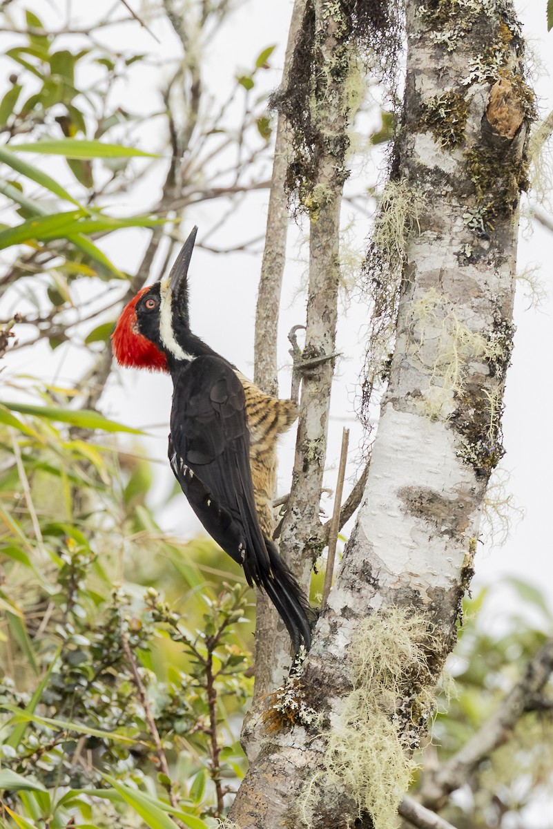Powerful Woodpecker - ML646356158