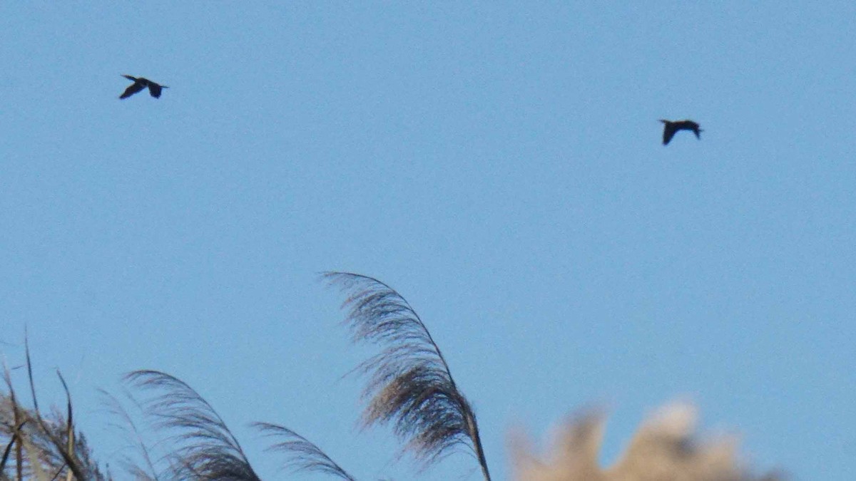 kormorán velký - ML646356160