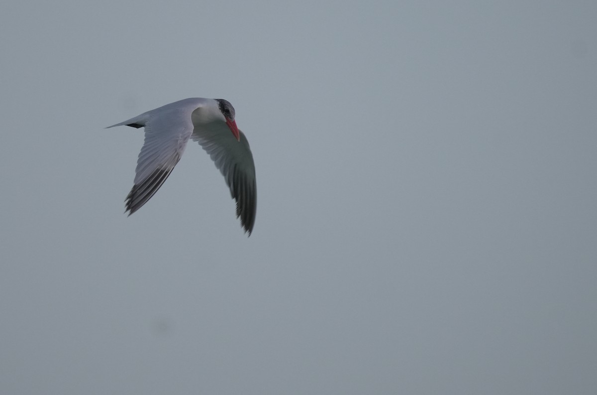 オニアジサシ - ML646356162