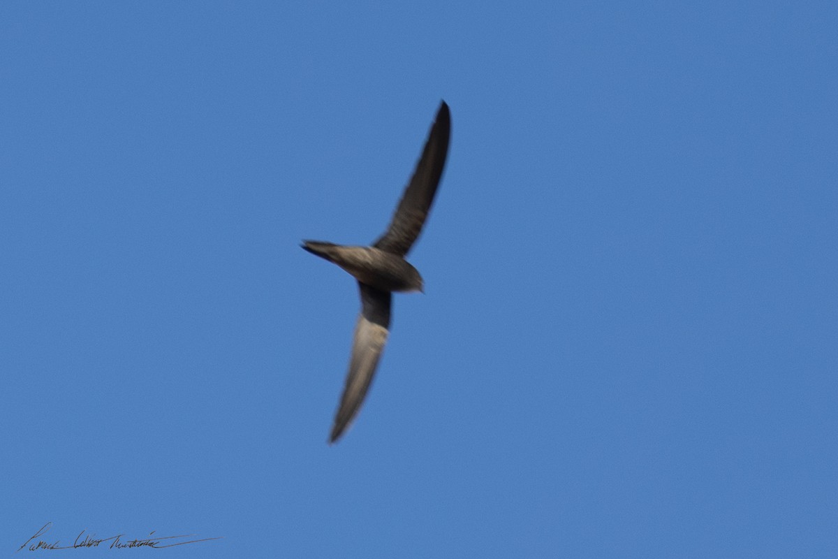 Серпокрилець канарський - ML646356177