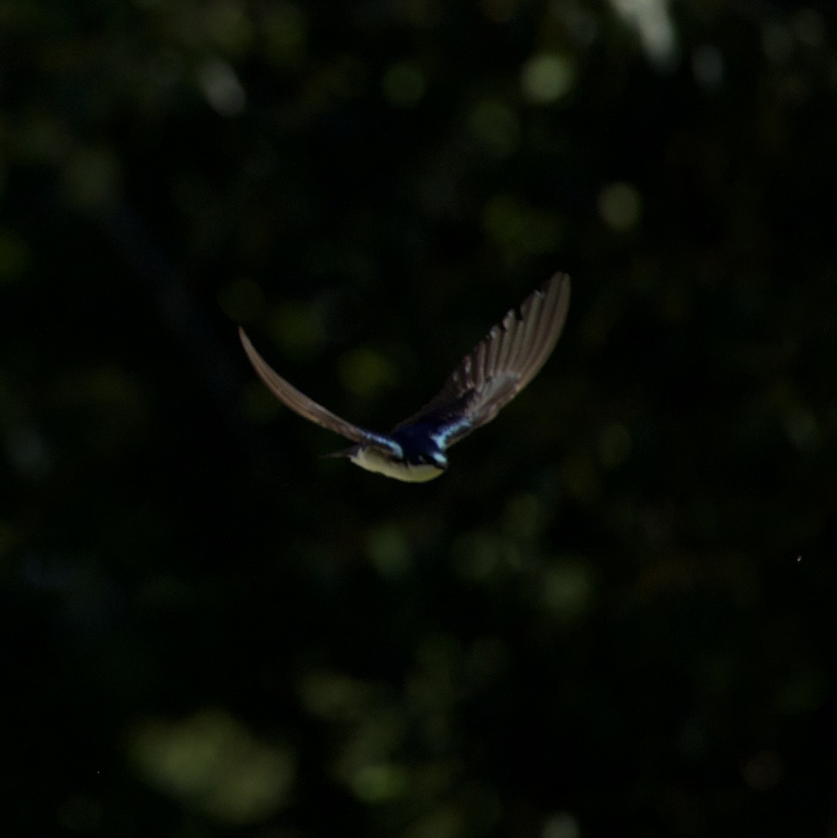 Tree Swallow - ML646356180