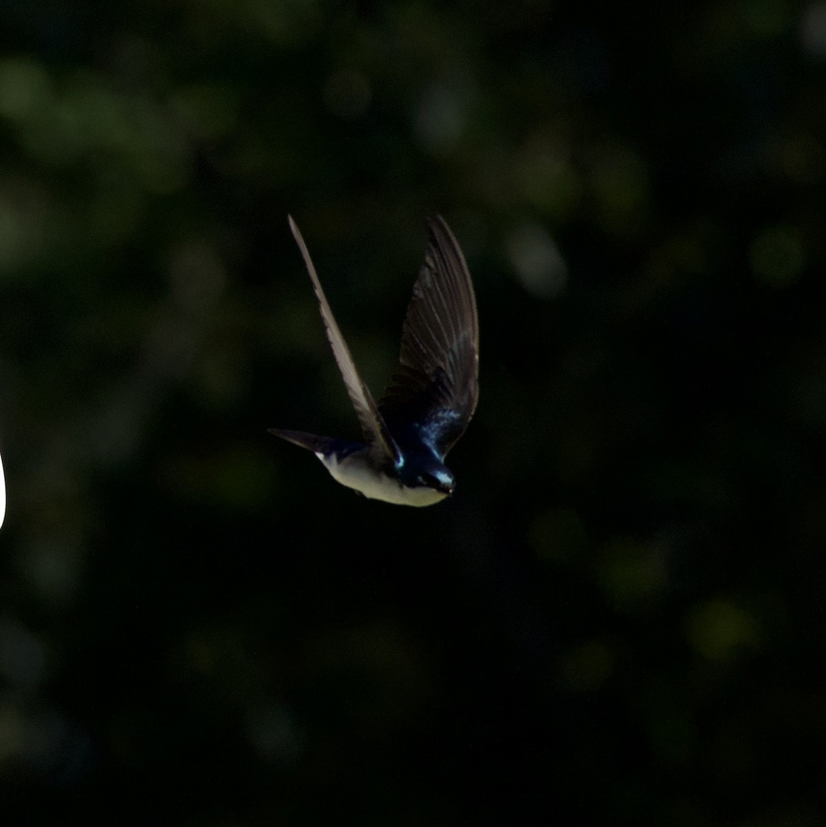 Tree Swallow - ML646356181