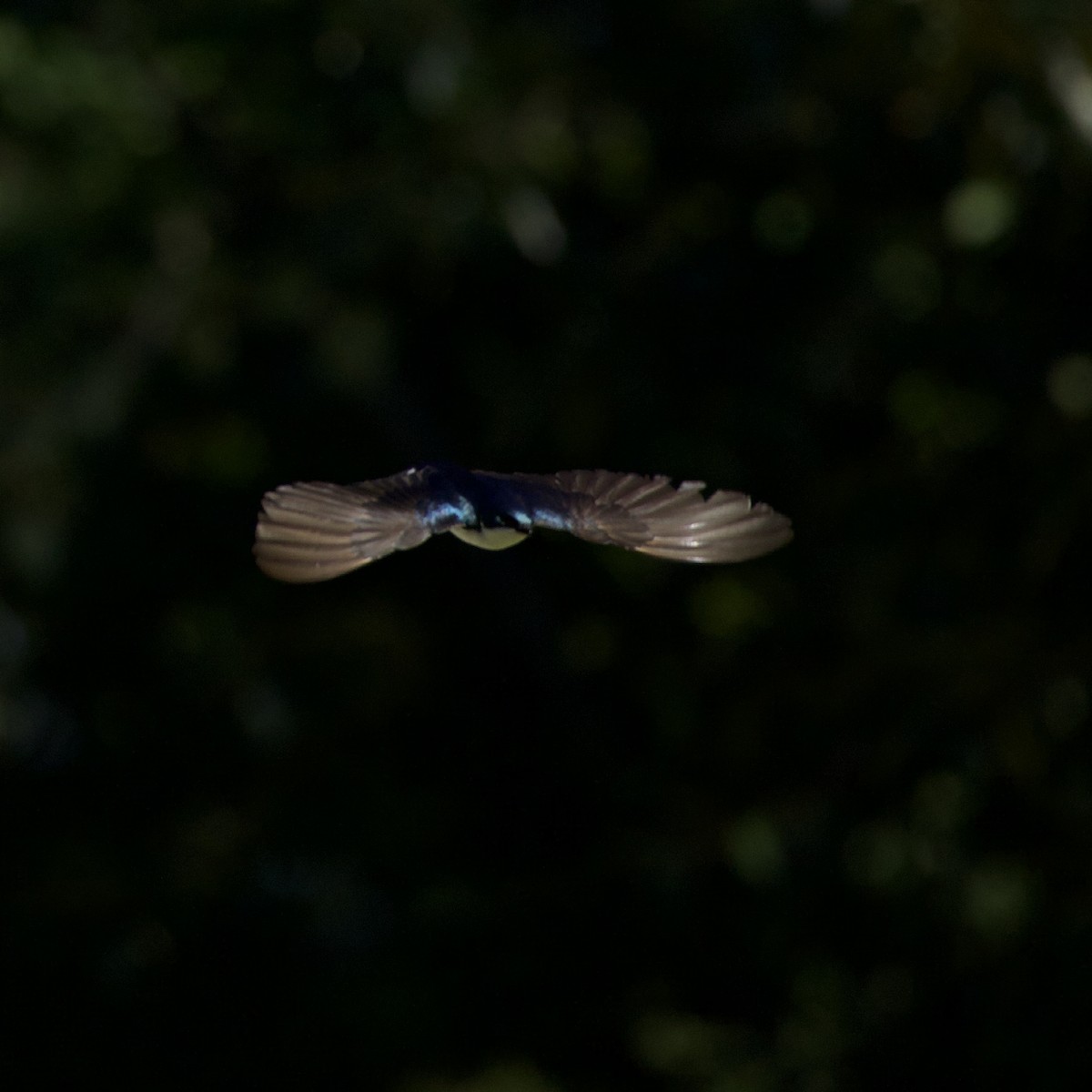 Tree Swallow - ML646356182