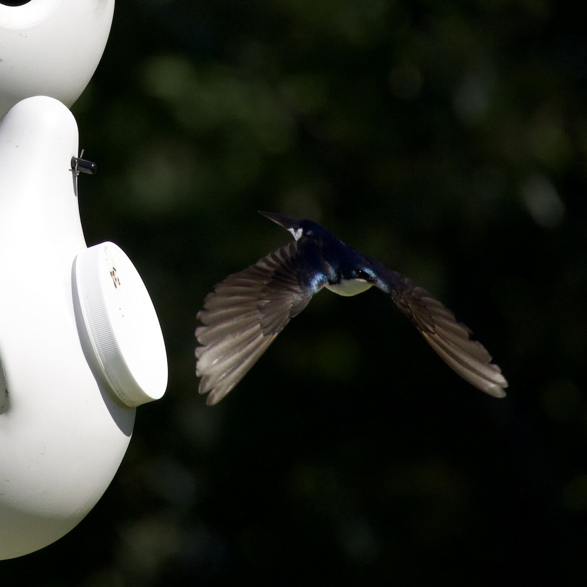 Tree Swallow - ML646356185