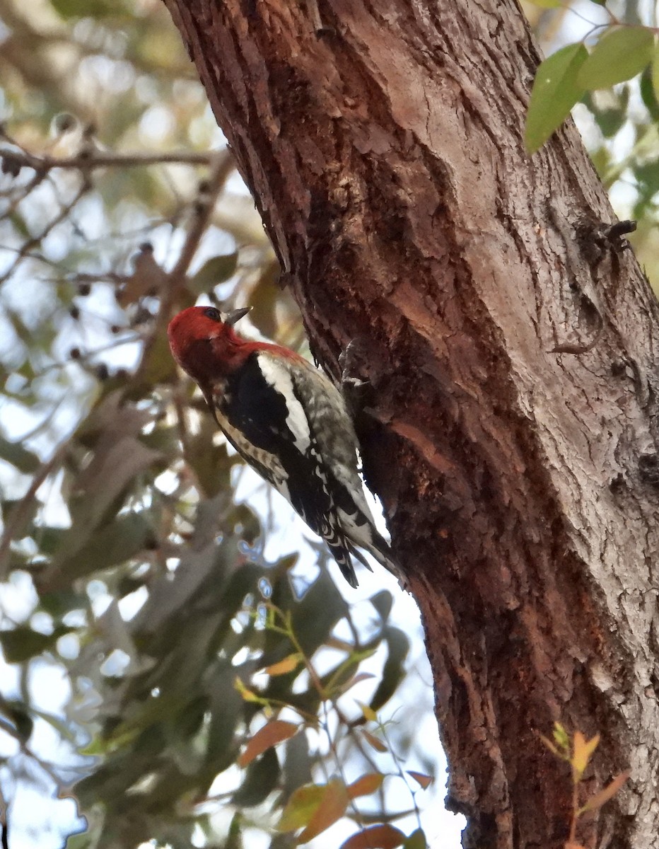 Red-breasted Sapsucker - ML646356186