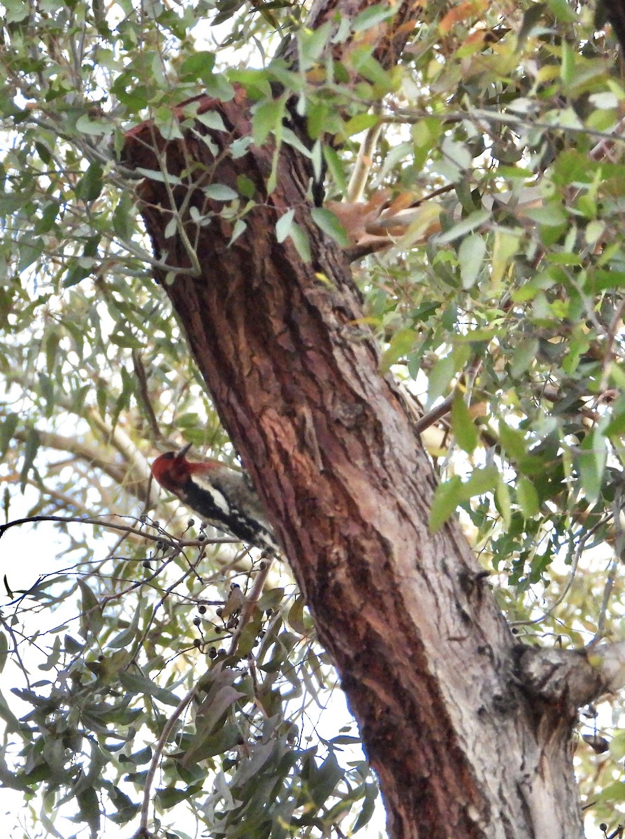 Red-breasted Sapsucker - ML646356187