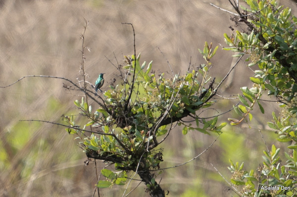Orange-tufted Sunbird - ML646356193