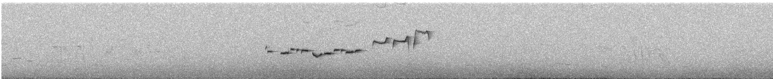 lejsčík novozélandský - ML646356197